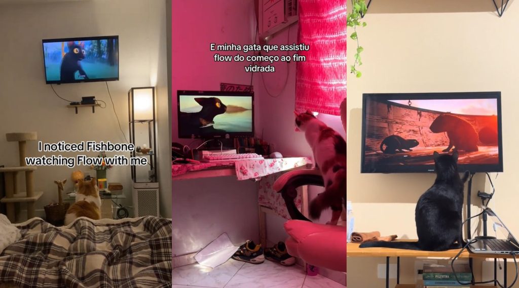 ‘Flow’, o encantador de pets: vídeos com gatos assistindo ao vencedor do Oscar de animação viralizam nas redes
