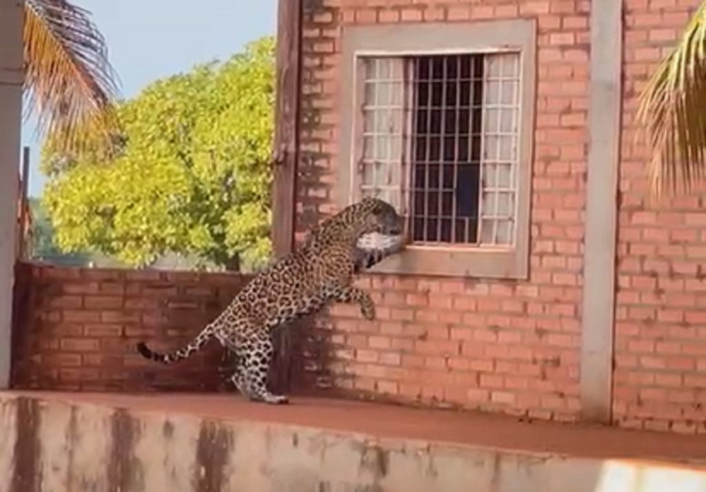 Onça-pintada tenta entrar em sede de fazenda no Tocantins e surpreende trabalhadores; VÍDEO