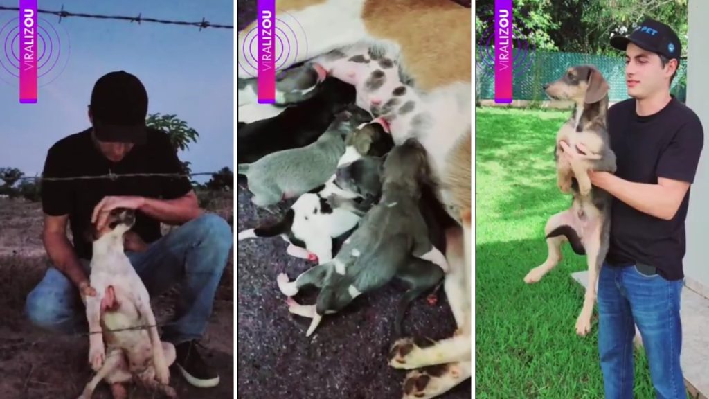 Cadelinha abandonada é resgatada grávida em estrada rural e dá à luz seis filhotes; cinco ainda esperam adoção