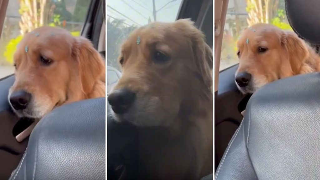 Cachorra faz ‘drama’ ao trocar de lugar no carro e diverte tutores; VÍDEO viraliza nas redes