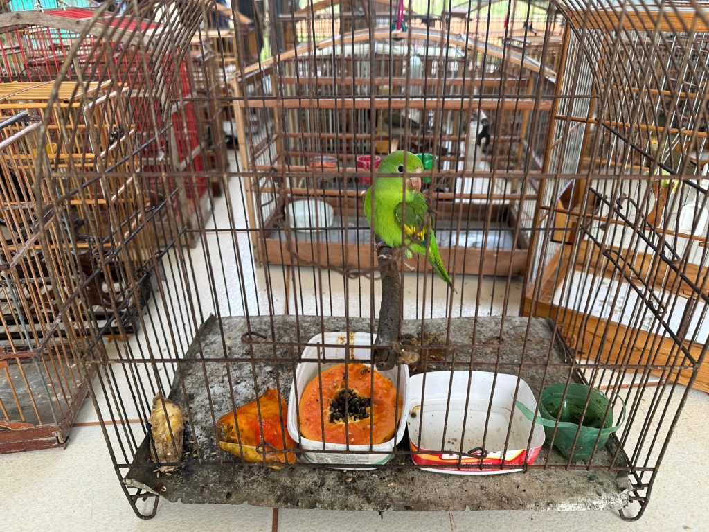Operação resgata 133 pássaros mantidos em cativeiros ilegais no Bico do Papagaio