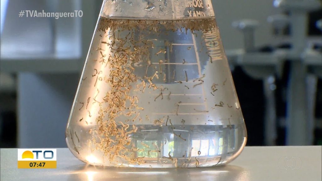 Tocantins tem duas mortes confirmadas por dengue em 2025