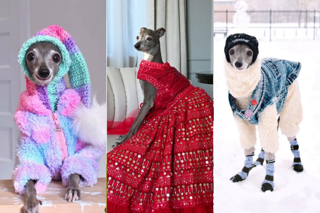 Morre Tika the Iggy, cachorrinha de looks estilosos que foi chamada de “It girl da moda” pela Vogue e conquistou mais de 4 milhões de seguidores