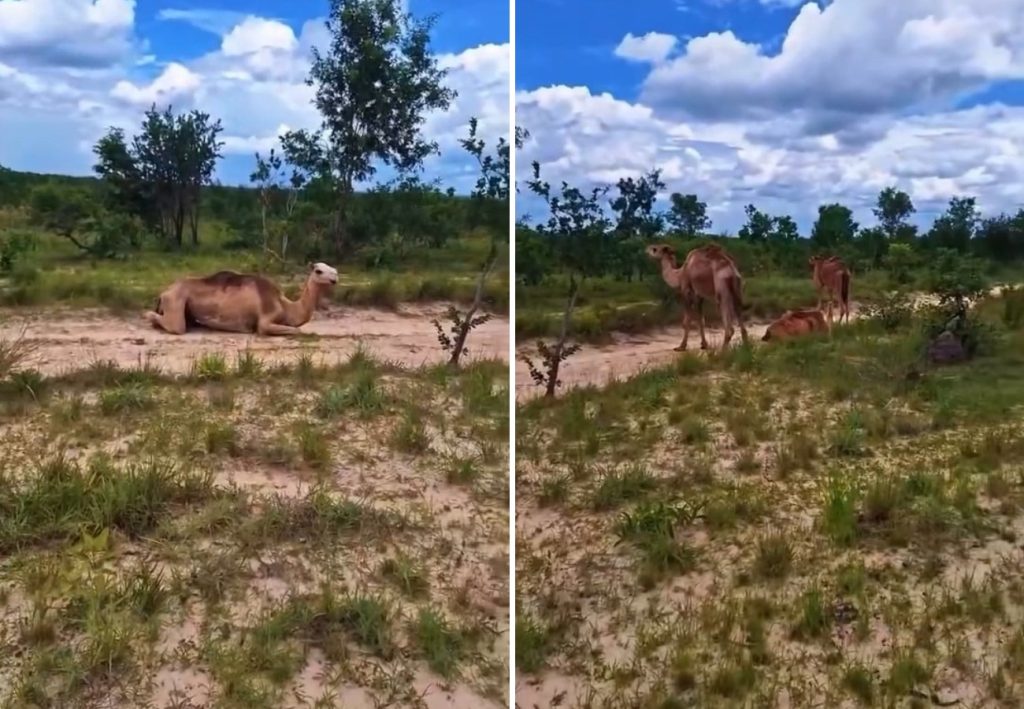 Camelos em fazenda do Jalapão que encantaram a web eram usados para passeios turísticos no Rio Grande do Norte