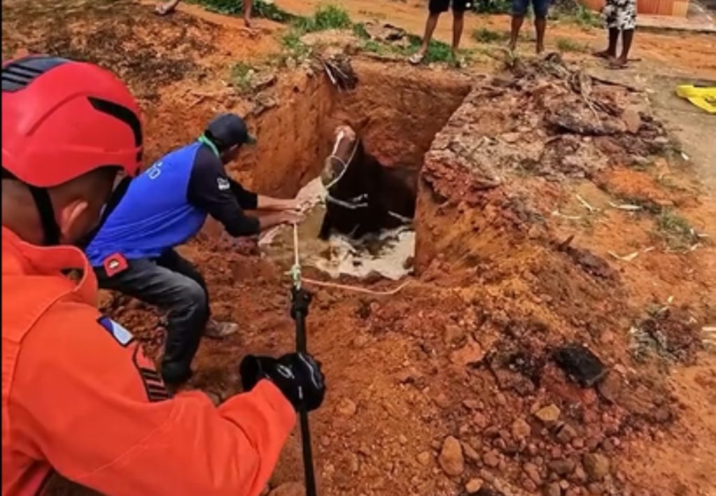 Égua prenha cai em fossa e é resgatada pelos bombeiros no Tocantins; VÍDEO