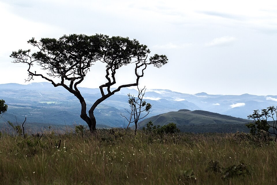 Acordo prevê recuperação de 3,3 mil hectares de área degradada no Cerrado, segundo MPTO