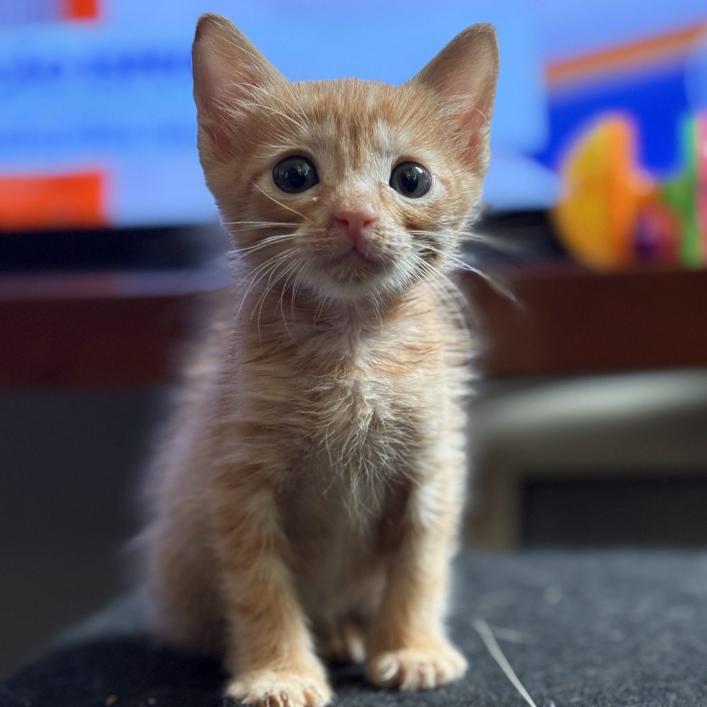 Estamos perto de entender o que os animais querem dizer para nós?