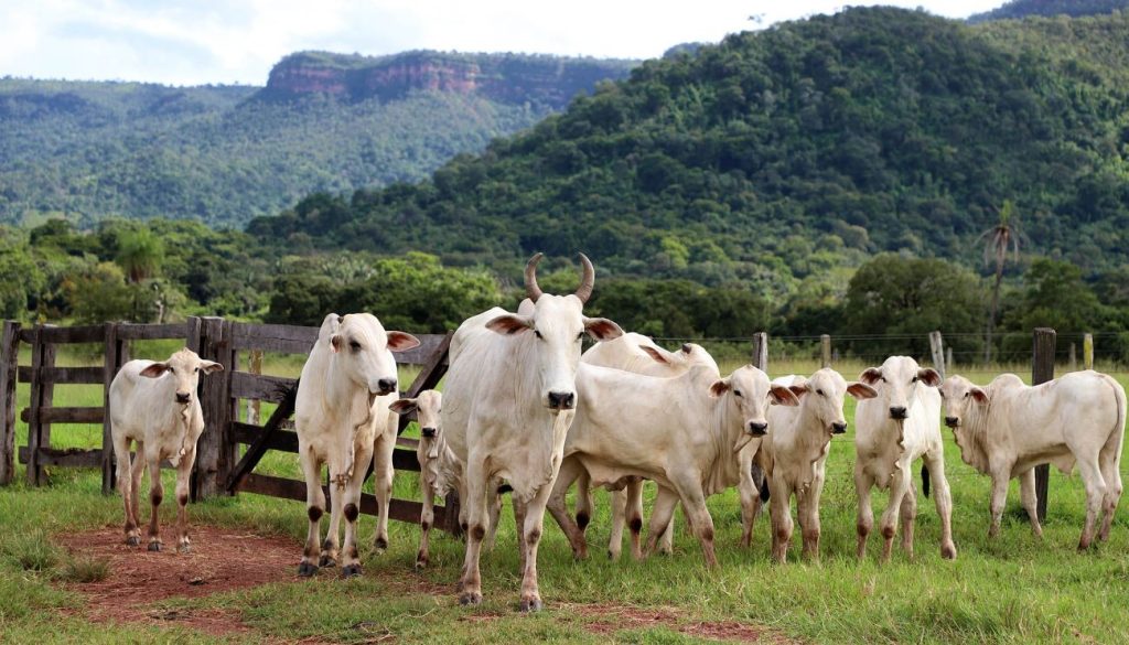 Do campo até a mesa: entenda como vai funcionar projeto de rastreamento de gado no Tocantins