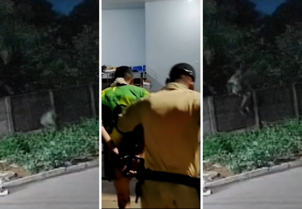 Invasão e marcas de mordida: o que se sabe sobre pitbull que morreu ao tentar defender tutor