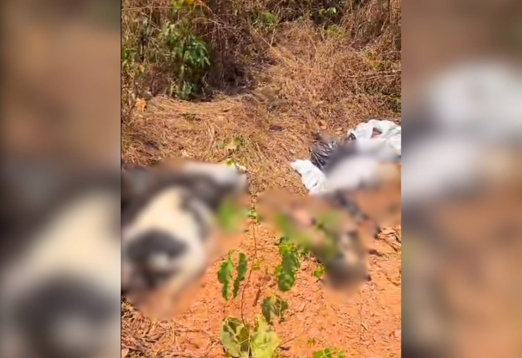 Cachorros são encontrados mortos dentro de sacos plásticos em área de mata no interior do TO
